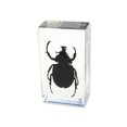 thumbnail image 3 of Ed Speldy East PW208 Poids à Papier Vrai Bug Régulier-Moyen-rhinoceros Coléoptère, 3 of 3