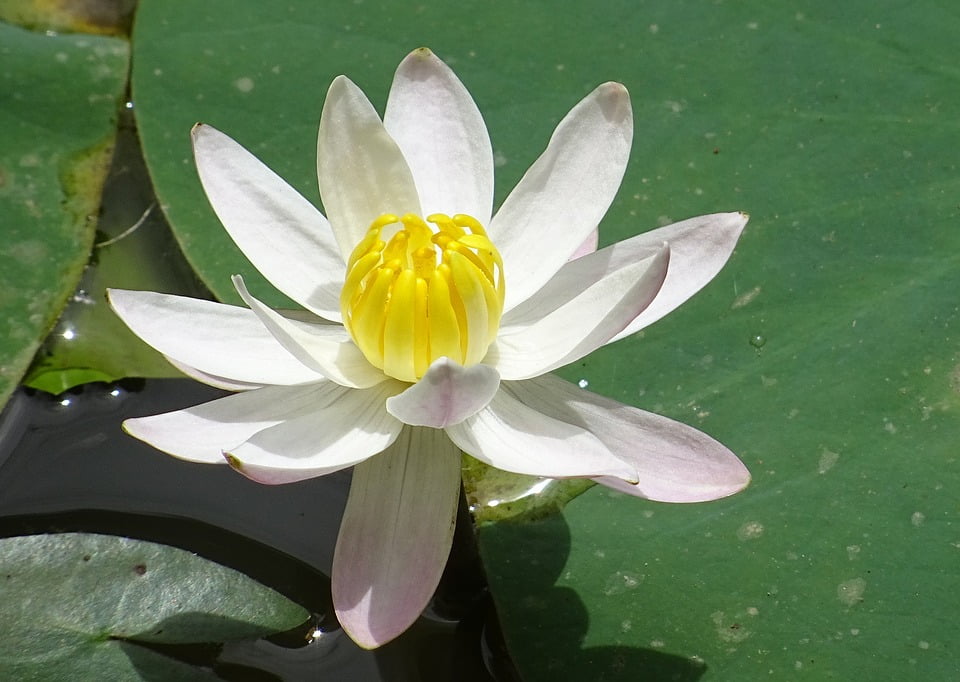 Banana Lily Waterlily Flower White Water Lily Lily20 Inch By 30 Inch