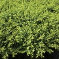 thumbnail image 7 of 1 gal. Ilex Helleri Live Shrub Condition with Full Sunlight, 7 of 7
