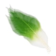 thumbnail image 2 of Tnarru 6x50Pcs Magnolia Naturel Feuille de Squelette Feuilles Scrapbook - Vert + Blanc, 2 of 8