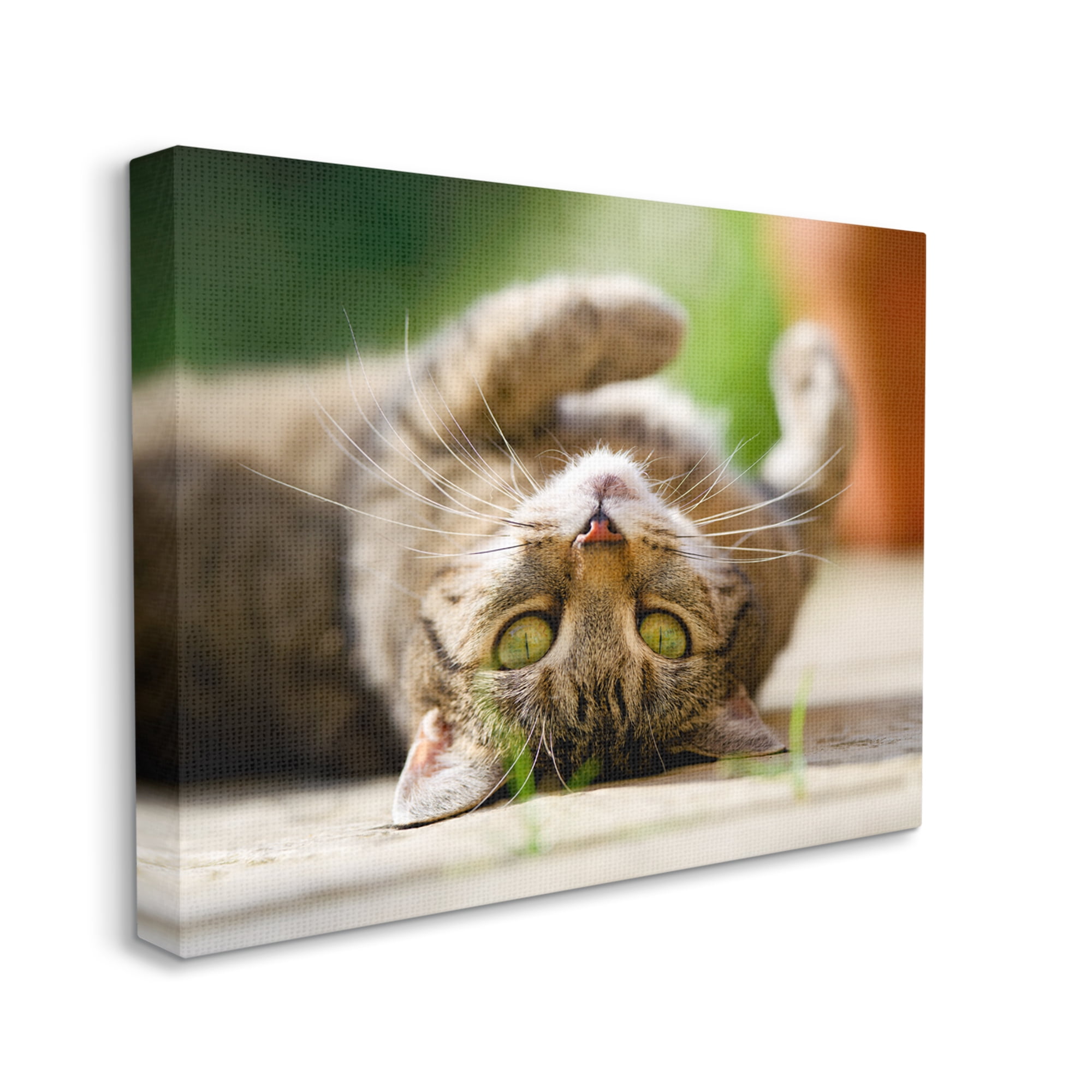 Stupell Industries Upside Down Cat Portrait Animals & Insects Photography Gallery Wrapped Canvas Art Print Wall Art, 30 x 24