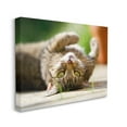 thumbnail image 4 of Stupell Industries Upside Down Cat Portrait Animals & Insects Photography Gallery Wrapped Canvas Art Print Wall Art, 40 x 30, 4 of 8