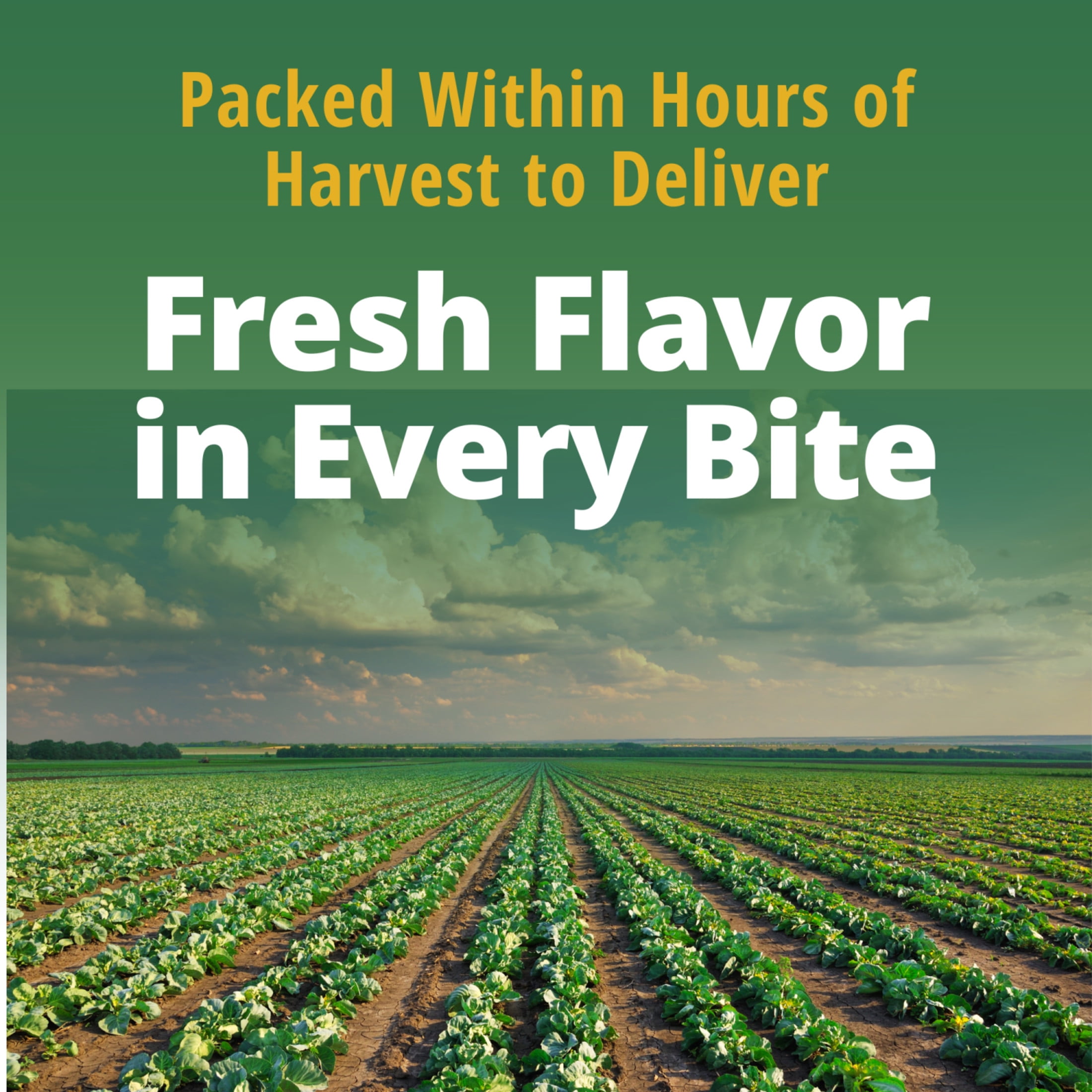 (12 pack) Del Monte Fresh Cut Leaf Spinach, 13.5 oz Can, Canned Vegetables