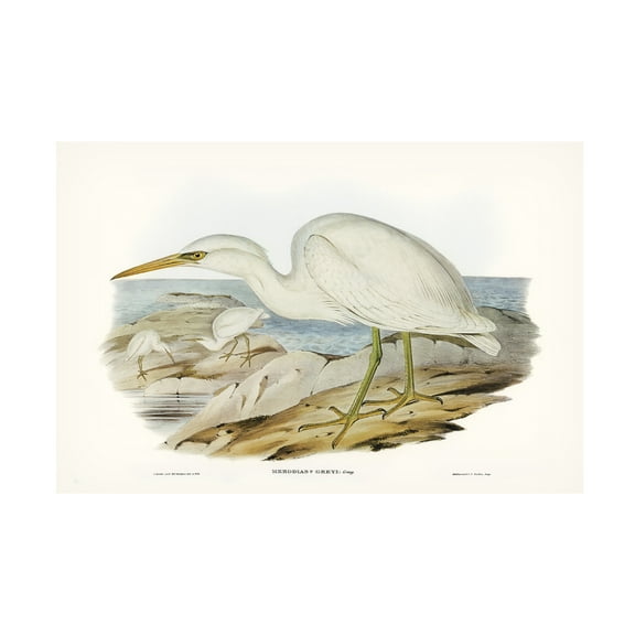 Trademark Fine Art Elizabeth Gould Majestic Waterbird II Canvas Wall Art