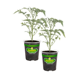 buy pink princess philodendron singapore Philodendron 'Pink Princess' | Indoor Plant | Tropical Plant | Potted Plant