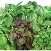 AeroGarden International Basil Seed Pod Kit (7-pod)