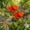 Orange, variant on Floral Shallow Bird Bath tub, Flower Shaped Garden Stake Bird Waterer with Metal Pole, Weatherproof Outdoor Bird Feeding Station for Hummingbirds & Bees