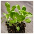 thumbnail image 5 of Everwilde Farms - 1000 Little Gem Butterhead Lettuce Seeds - Gold Vault Jumbo Bulk Seed Packet, 5 of 5