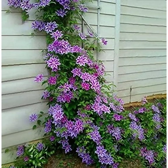 Purple Clematis Vine Seeds for Planting (30 Seeds) - Clematis viticella - Grow Italian Clematis