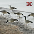 thumbnail image 5 of Avian X Lessers 6 Piece Fusion Realistic Goose Hunting Decoy, 3 Pack, 5 of 10