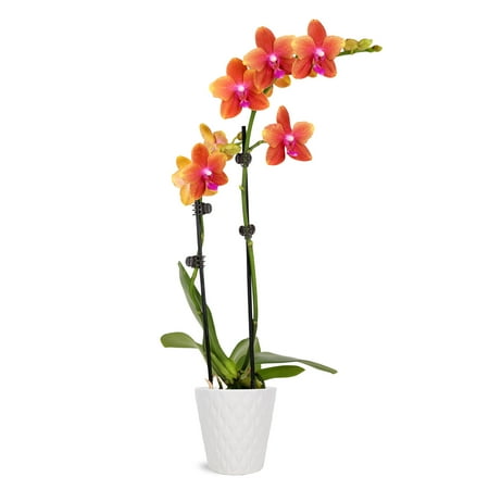 Just Add Ice 15-20 Salmon Petite Orchid Live Plant in 3 White Ceramic Pot House Plant