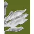 thumbnail image 2 of Fab Funky 15x18 White Modern Wood Framed Museum Art Print Titled - Banana Leaves 1, White On Green, 2 of 4