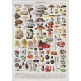 thumbnail image 3 of Pósteres y grabados al óleo sobre lienzo de arte mural clásico vintage con plantas, hongos, medicinas, flores, insectos, mariposas, verduras, calabazas y zanahorias, 3 of 5