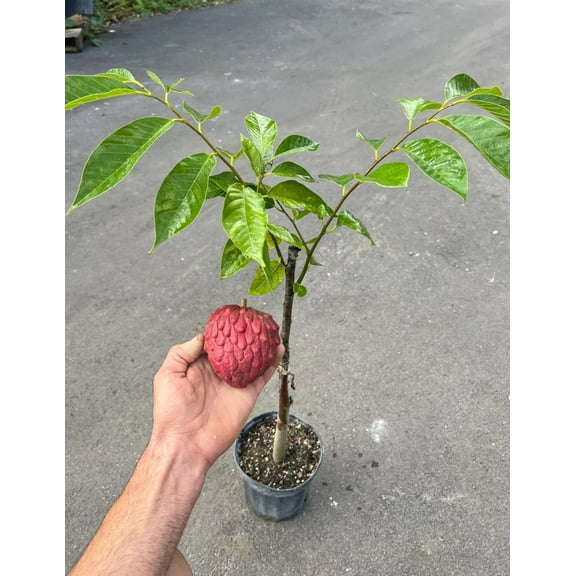 Red Cherimoya (custard apple) TREE GRAFTED. Ships free to all states in 3 gallons pot