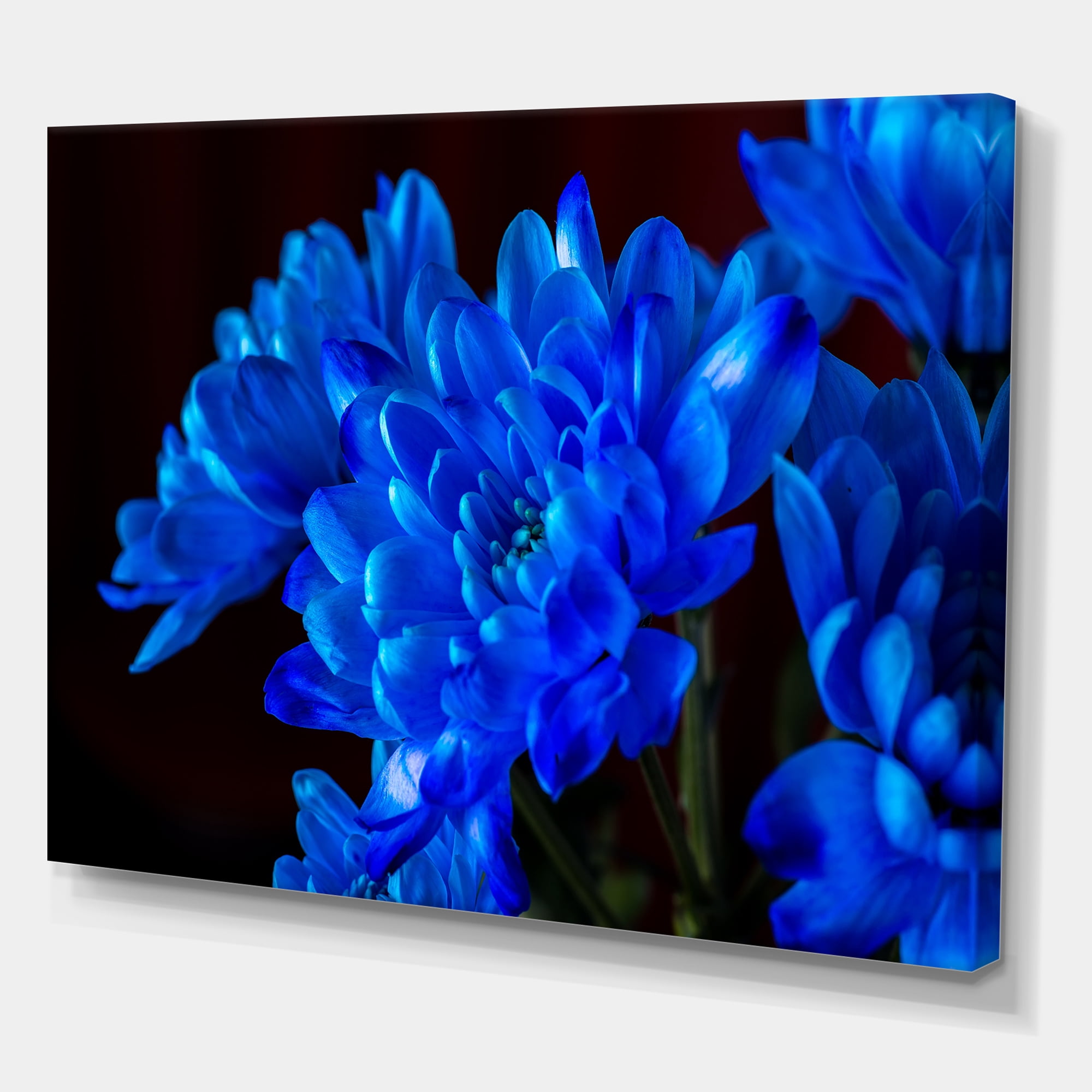 Designart ' Blue Chrysanthemum Flowers On Black Backround ' Traditional Canvas Wall Art Print