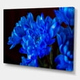 thumbnail image 3 of Designart ' Blue Chrysanthemum Flowers On Black Backround ' Traditional Canvas Wall Art Print, 3 of 3