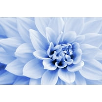 Polar Bear Dahlia Flower Seeds (50 Seeds) - Made in USA, Ships from Iowa - Stunning Large White Zinnia Blooms, Very Eye Appealing