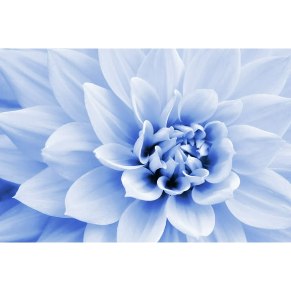 Polar Bear Dahlia Flower Seeds (50 Seeds) - Made in USA, Ships from Iowa - Stunning Large White Zinnia Blooms, Very Eye Appealing