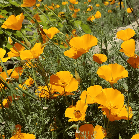 Everwilde Farms - 1000 Dwarf California Poppy Native Wildflower Seeds - Gold Vault Jumbo Bulk Seed