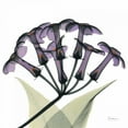 thumbnail image 2 of Koetsier, Albert 26x26 Gold Ornate Wood Framed with Double Matting Museum Art Print Titled - Purple Stephanotis Close up, 2 of 4