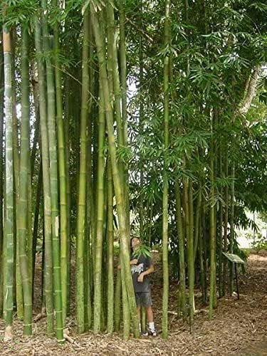 Oldhamii Bamboo  3 Live Plants  Bambusa Oldhamii  Privacy Screen Bamboo  Fast-Growing Garden Foliage  Tall Decorative Landscape Specimen