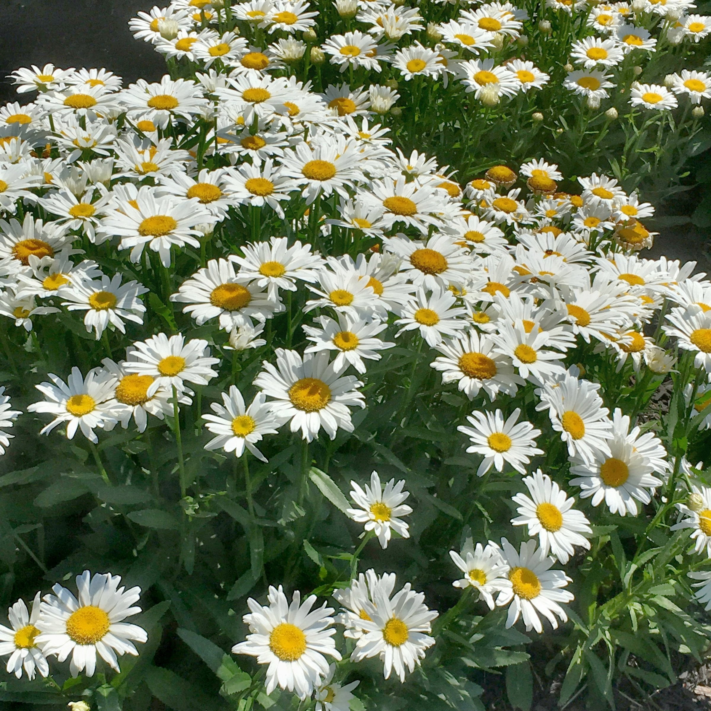 National Plant Network 1 gal. Shasta Daisy Alaska Perennial Plant (8-Pack)