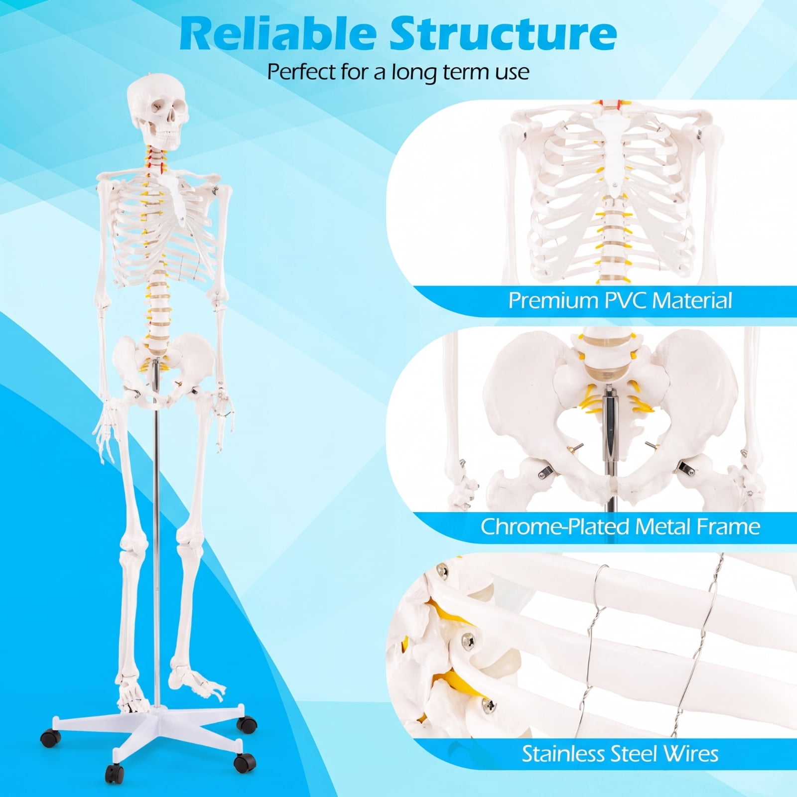 SUGIFT 70.8 Inch Life Size Human Skeleton Model for Anatomy with Removable Skull Cap Movable Jaw Extractable Teeth and 5 Claw Rolling Metal Base for Classroom