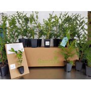 Thuja Green Giant Arborvitae 3 Inch Pot, Lot of 60