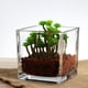 thumbnail image 3 of Juego de 3 jarrones cuadrados de vidrio de 5 x 5 pulgadas - Florero con forma de cubo transparente, portavelas - Perfecto como centro de mesa para bodas, decoración del hogar Fason CZJJ-ZH10, 3 of 6