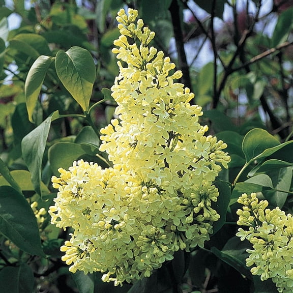 Direct Gardening Primrose Lilac Shrub Potted Yellow Flowering Starter Plant