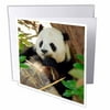 3dRose San Diego Zoo, Panda, California, USA, Greeting Cards, 6 x 6 inches, set of 6