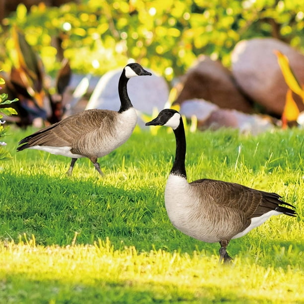 Estatua de Jardín en Forma de gallinero onlyliua Decoración de Jardín