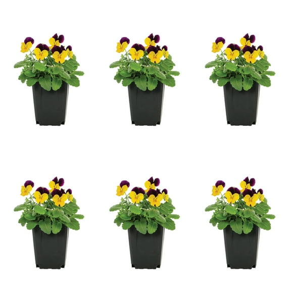 Expert Gardener 1PT Multicolor Viola Live Annual Plant Sun 6-Pack