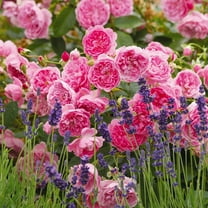 Heirloom Roses - Harlow Carr™ David Austin Rose Plant - Pink Rose Bush