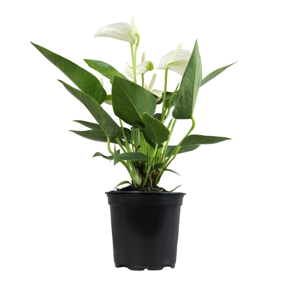 Altman Plants White Anthurium, 10-12" Tall Flamingo Flower, Air Purifying Easy Houseplant