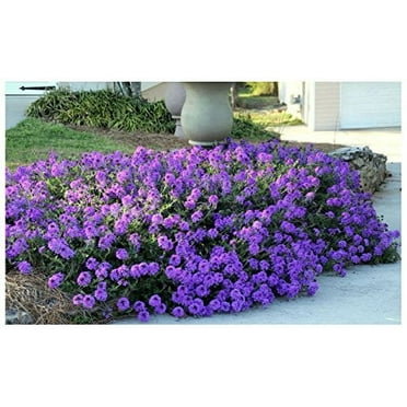 Moss Verbena - 50   GROUNDCOVER Seeds - Creeping Perennial Purple Flower - USA
