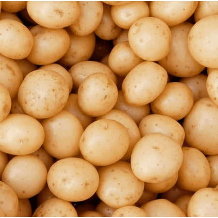 8 Small Yellow Potatoes Whole Tubers Seeds Potatoes Minie Yellow Potato Seeds for Planting
