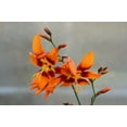 thumbnail image 4 of Expert Gardener 2.5QT Crocosmia Full Sun Perennial Flower Plant, 4 of 5