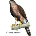 thumbnail image 3 of CafePress - Cooper's Hawk Mug - 11 oz Ceramic Mug - Novelty Coffee Tea Cup, 3 of 6