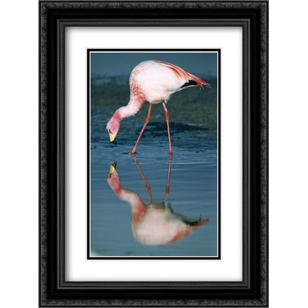 Andean Flamingo - Puna Flamingo feeding in Laguna Colorada, Andean altiplano, Bolivia 2x Matted 18x24 Black Ornate Framed Art Print by De Roy, Tui