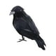 thumbnail image 1 of Cuervos con plumas negras de Halloween, decoración de cuervos artificiales aterradores hechos a mano de aspecto realista para fiestas, eventos, hogar, Estilo B, 1 of 8