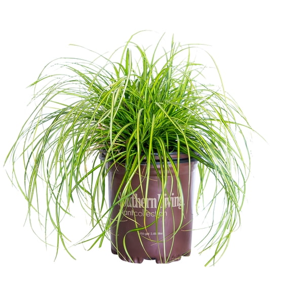 Southern Living EverColor EverSheen Carex 'Sedge' Live Shrub in 2.5-Quart Grower Pot