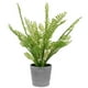 thumbnail image 1 of 1 pieza de adorno de planta de helecho de simulación creativa decoración de bonsái en maceta fresca, 1 of 5