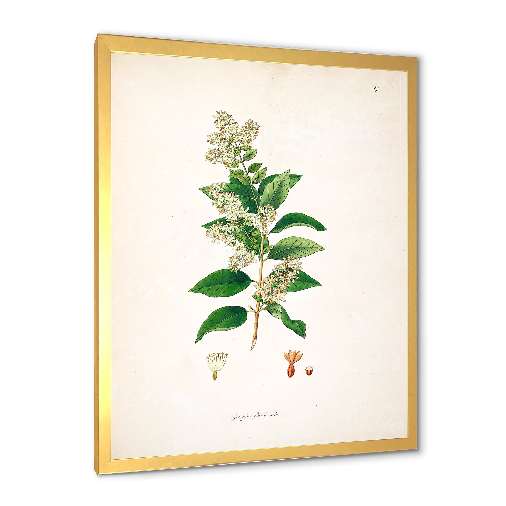 Designart 'Ancient Botanicals XVII' Farmhouse Framed Art Print