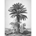 thumbnail image 2 of BRAUN Studio 12x14 Gold Ornate Wood Framed with Double Matting Museum Art Print Titled - Palmier, 2 of 4