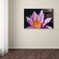 thumbnail image 4 of Trademark Fine Art "Pink Lotus" Canvas Art by Kurt Shaffer, 4 of 4