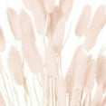 thumbnail image 3 of Hill Interiors Bunny Tail Dried Flower (Pack of 60), 3 of 4