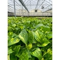 thumbnail image 4 of Live Golden Pothos Plant - Variegated Foliage - Low Light - 4" Decorative Pot Cover - Thorsen's Greenhouse, 4 of 5
