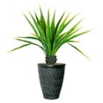 thumbnail image 1 of Vintage Home Artificial Faux Real Touch 5.67 Feet Tall Agava 27LVs With Fiberstone Planter, 1 of 3