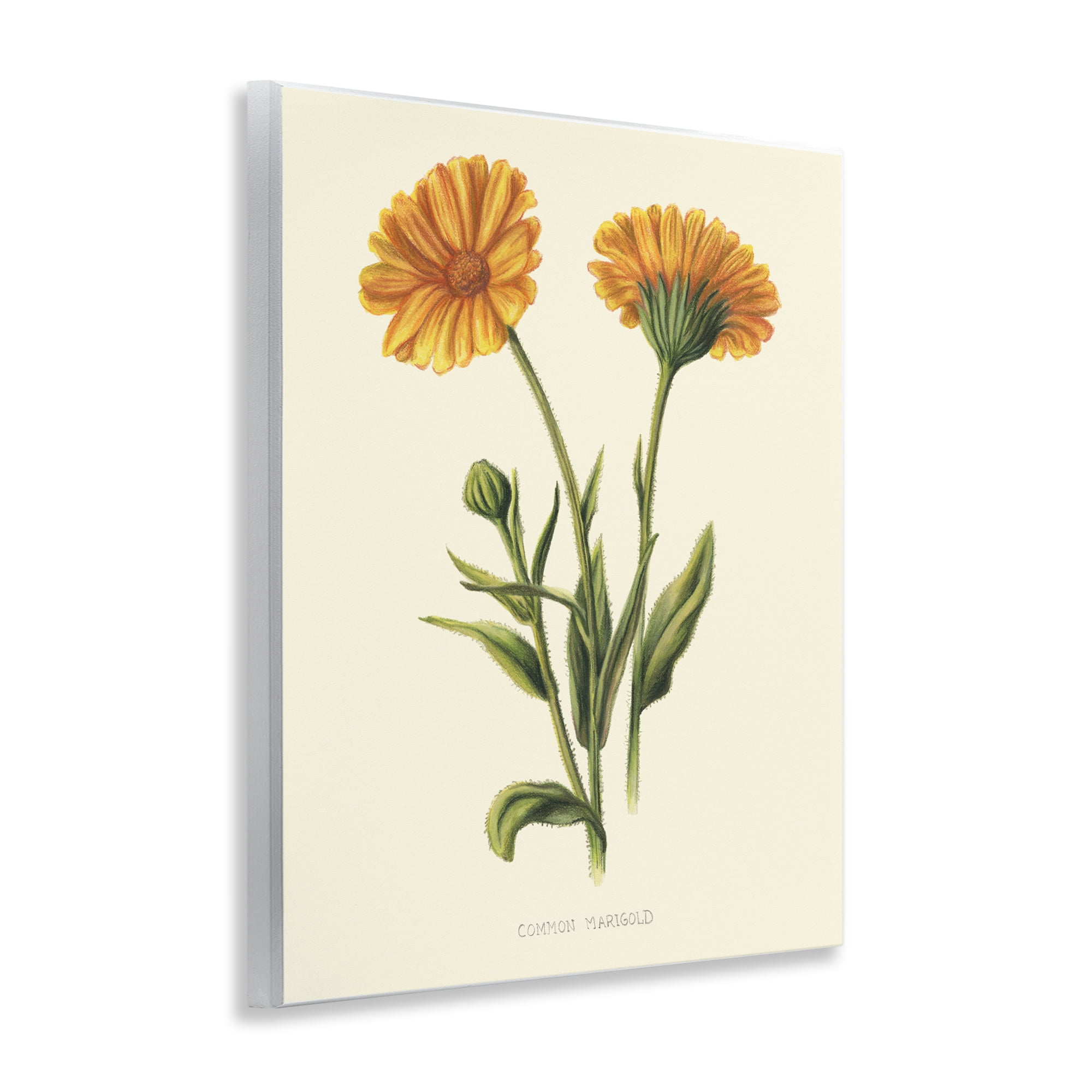 Stupell Industries Twin Marigold Blooms Wall Plaque Art, design by Connie Resch